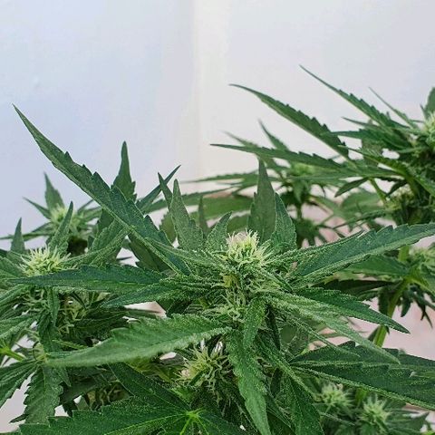 Banana growlog timeline photo