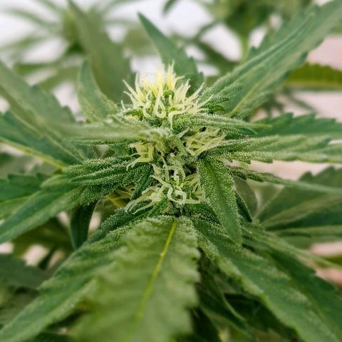 Banana growlog timeline photo