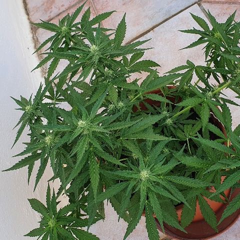 Banana growlog timeline photo