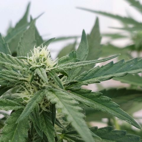 Banana growlog timeline photo