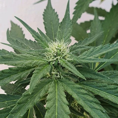 Banana growlog timeline photo
