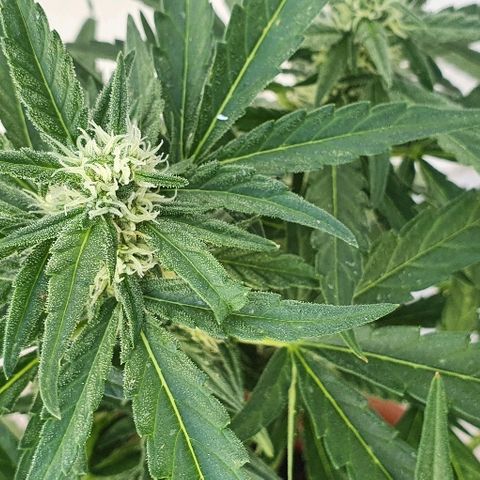 Banana growlog timeline photo