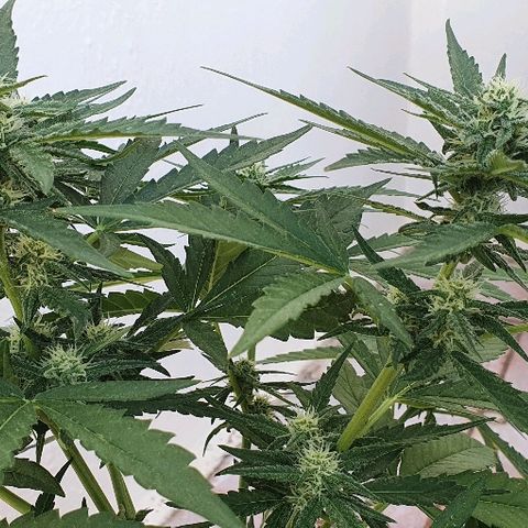 Banana growlog timeline photo