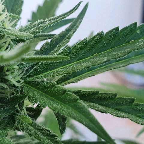 Banana growlog timeline photo