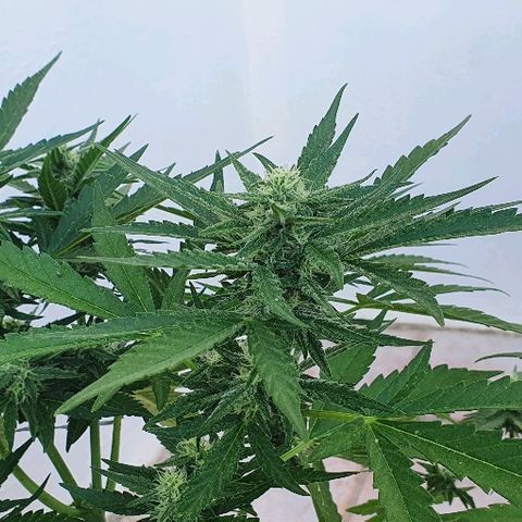 Banana growlog timeline photo