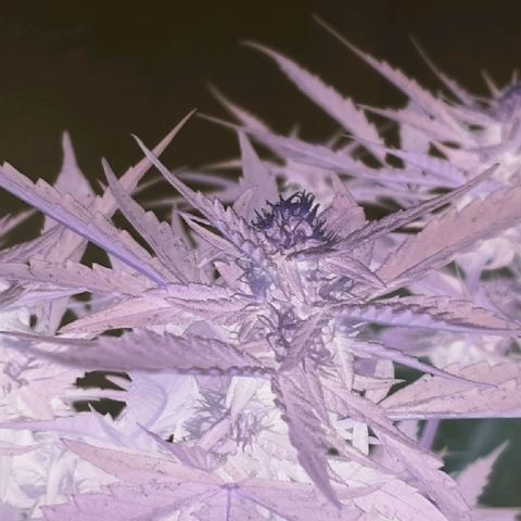 Banana growlog timeline photo