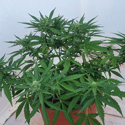 Banana growlog timeline photo