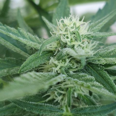 Banana growlog timeline photo