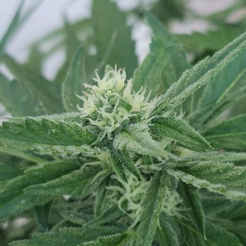 Banana growlog timeline photo