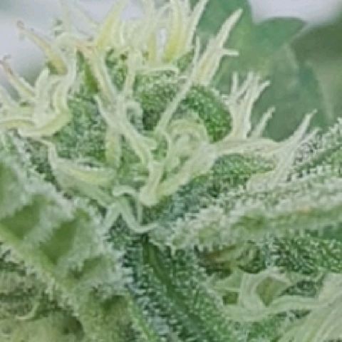 Banana growlog timeline photo