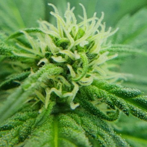 Banana growlog timeline photo