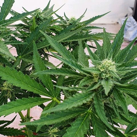 Banana growlog timeline photo