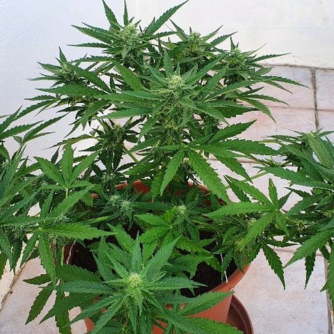 Banana growlog timeline photo