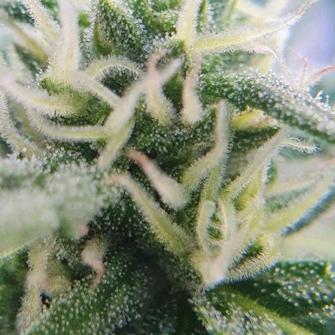 Banana growlog timeline photo