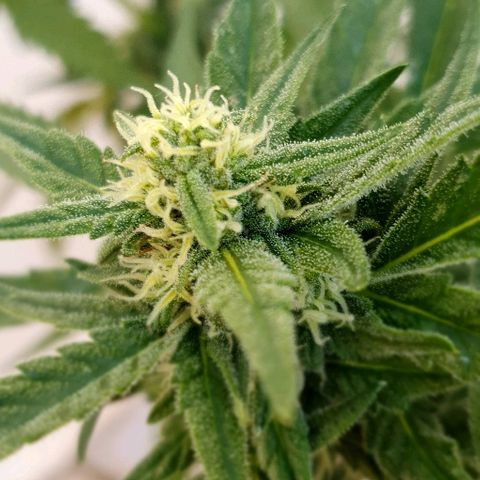 Banana growlog timeline photo