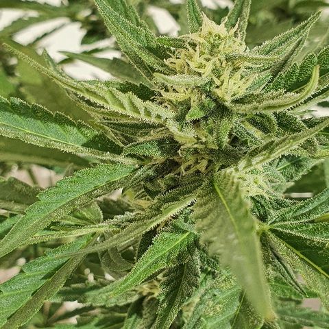 Banana growlog timeline photo