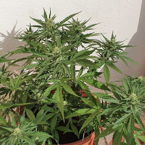 Banana growlog timeline photo