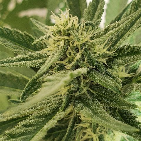 Banana growlog timeline photo