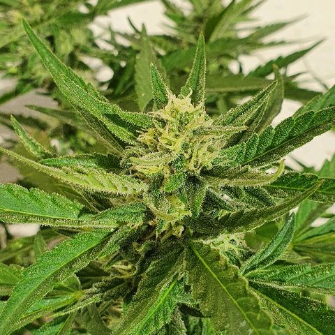 Banana growlog timeline photo