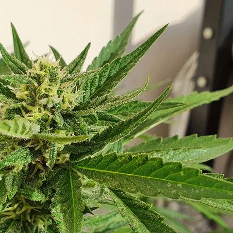 Banana growlog timeline photo