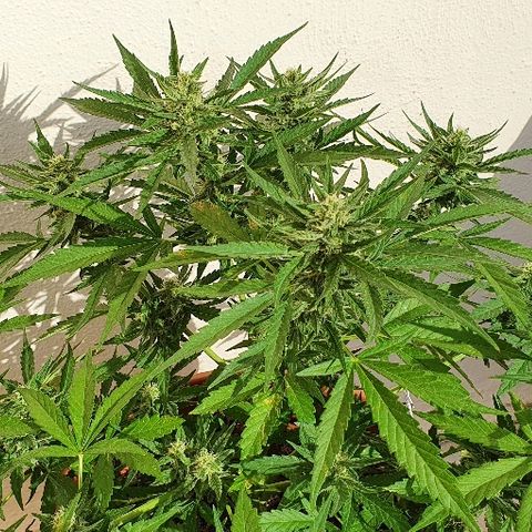 Banana growlog timeline photo