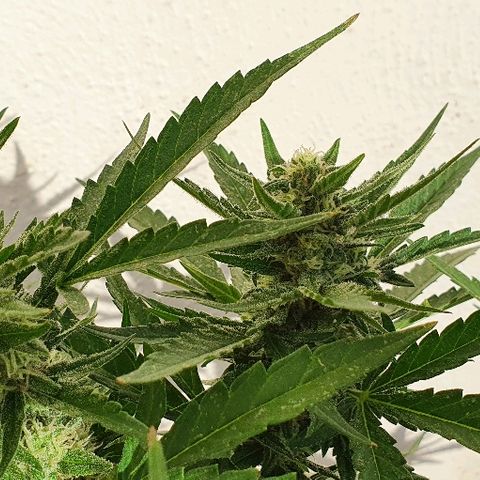 Banana growlog timeline photo