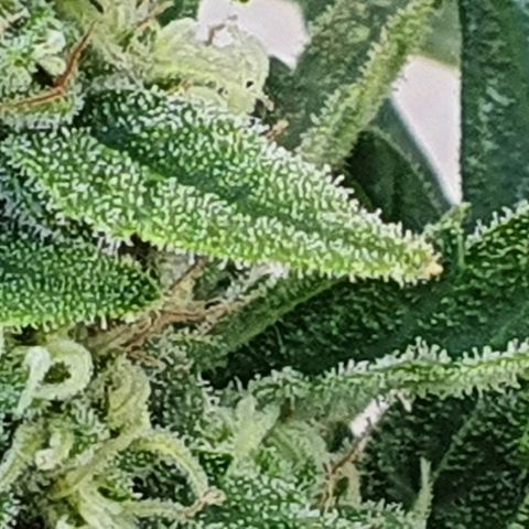 Banana growlog timeline photo