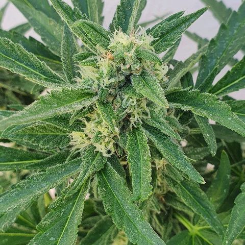 Banana growlog timeline photo