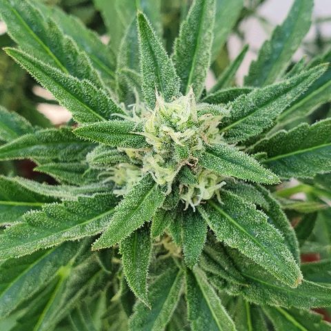 Banana growlog timeline photo