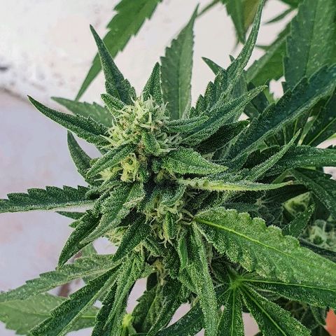 Banana growlog timeline photo