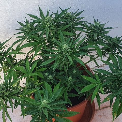 Banana growlog timeline photo