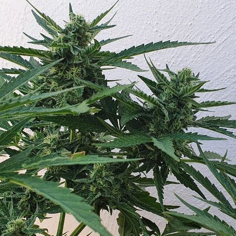 Banana growlog timeline photo