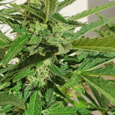 Banana growlog timeline photo