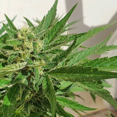 Banana growlog timeline photo