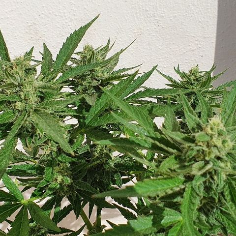Banana growlog timeline photo