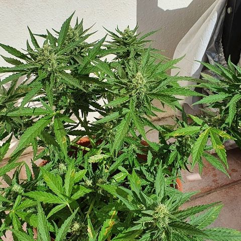 Banana growlog timeline photo