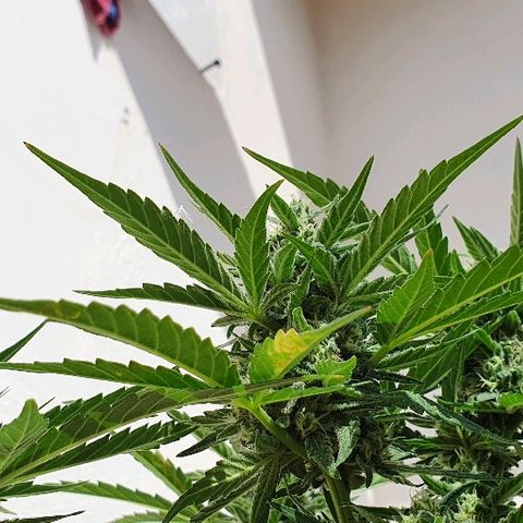 Banana growlog timeline photo