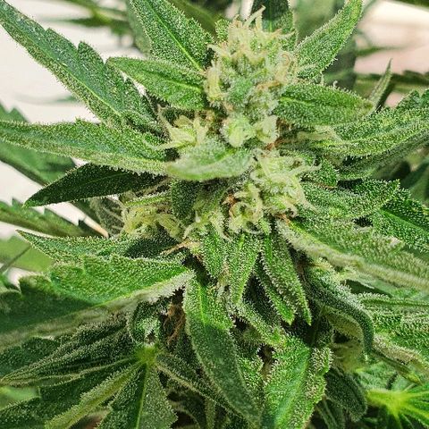 Banana growlog timeline photo