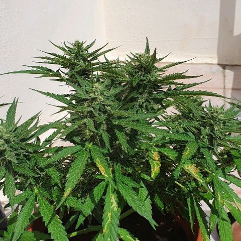 Banana growlog timeline photo
