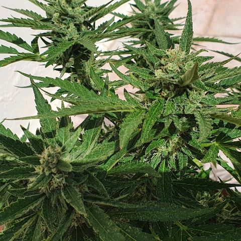 Banana growlog timeline photo