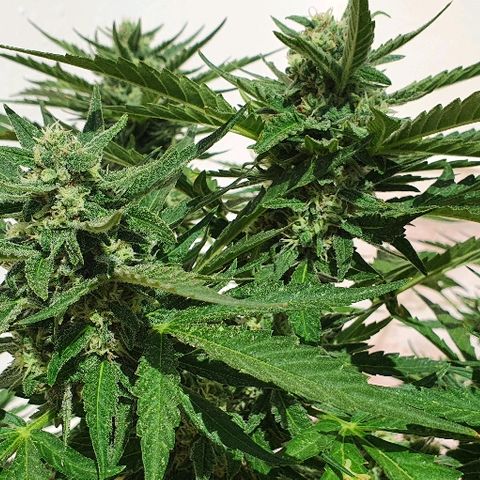 Banana growlog timeline photo