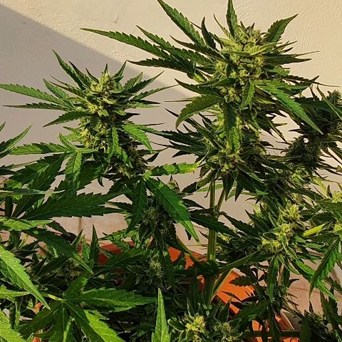 Banana growlog timeline photo