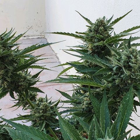 Banana growlog timeline photo