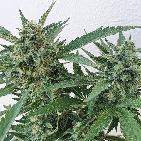 Banana growlog timeline photo