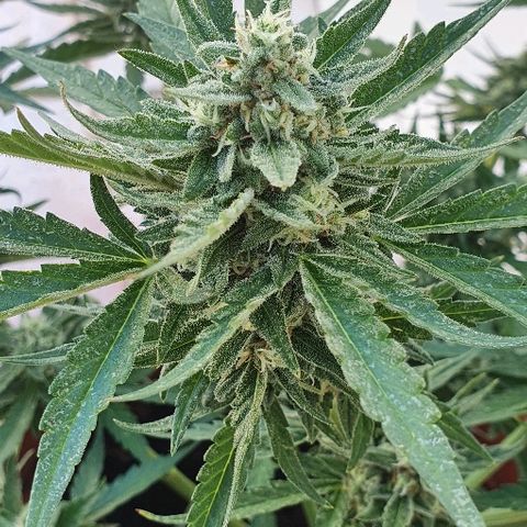 Banana growlog timeline photo