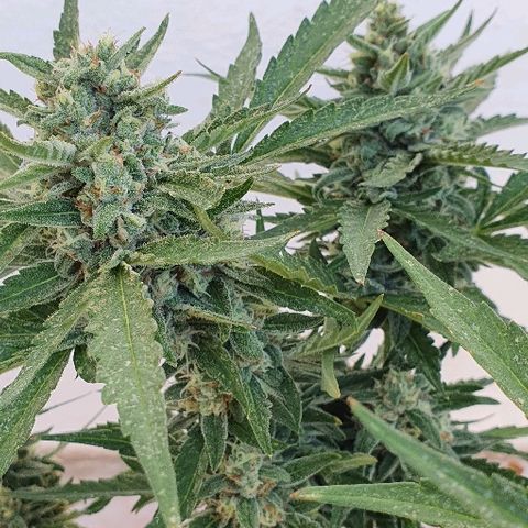 Banana growlog timeline photo