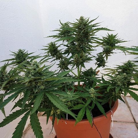 Banana growlog timeline photo
