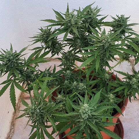 Banana growlog timeline photo