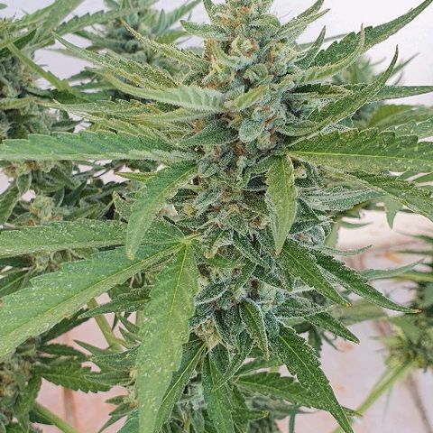 Banana growlog timeline photo