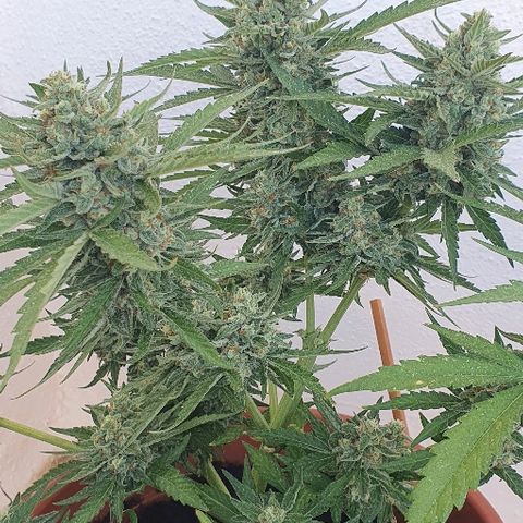 Banana growlog timeline photo